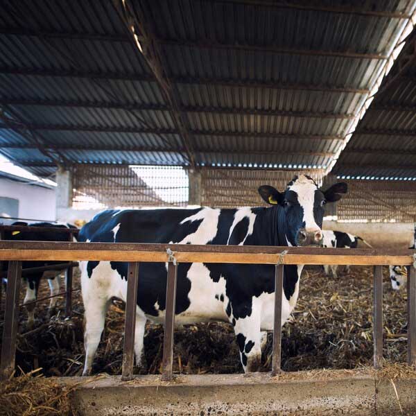 Pokalas Dairy