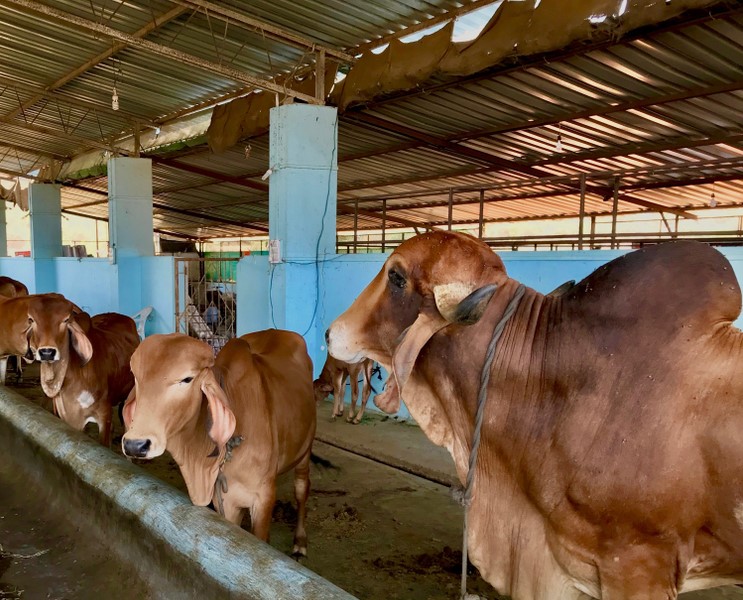 Pokalas Dairy